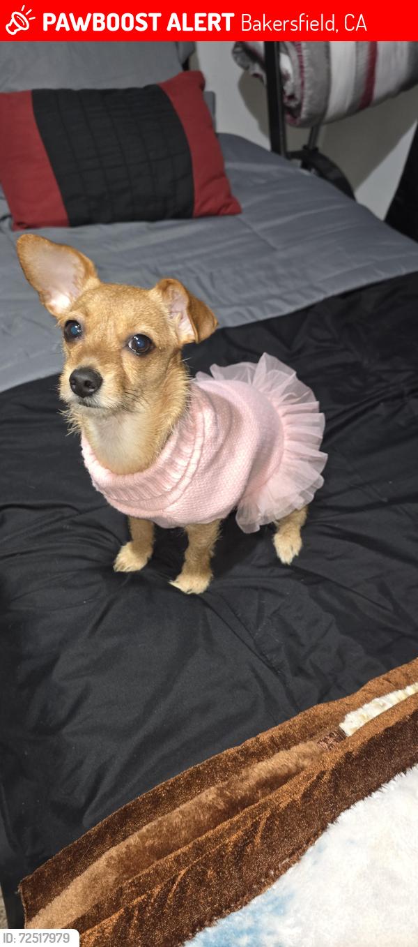 Lost Female Dog last seen Near oneill ave bakerfield ca, Bakersfield, CA 93307
