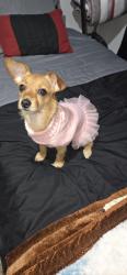 Lost Female Dog last seen Near oneill ave bakerfield ca, Bakersfield, CA 93307