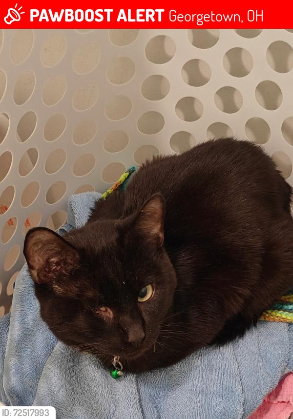 Lost Male Cat last seen West State St and White Oak Ave, Georgetown, OH 45121