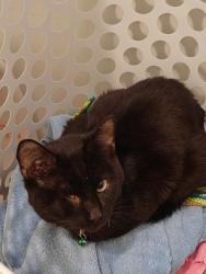Lost Male Cat last seen West State St and White Oak Ave, Georgetown, OH 45121
