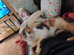 Found/Stray Unknown Cat last seen Northfield Commons apmts, Murfreesboro, TN 37130