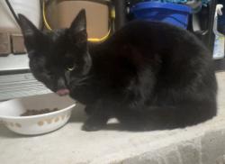 Reunited Female Cat last seen hosp drive/downing, Angleton, TX 77515