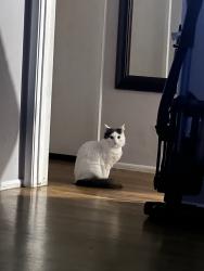 Lost Female Cat last seen Wardlow & Karen, Long Beach, CA 90808