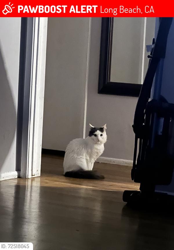 Lost Female Cat last seen Wardlow & Karen, Long Beach, CA 90808