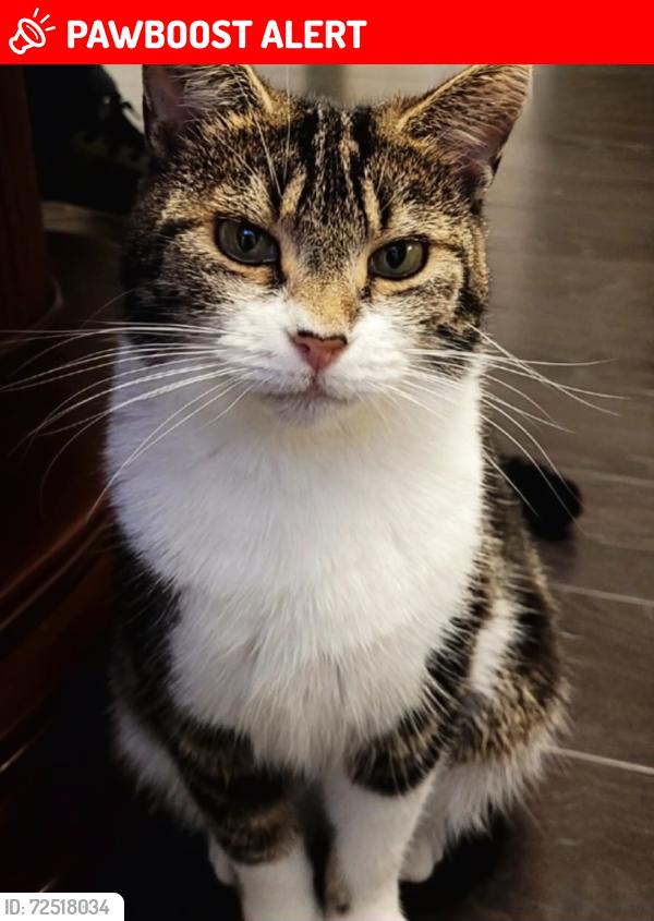 Lost Female Cat last seen Bordesley Green Mcdonalds and Heartlands hosp near Maybank and Saltley School, West Midlands, England B9 5FG