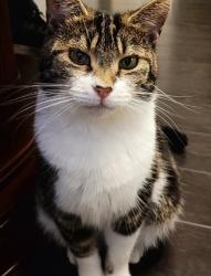 Lost Female Cat last seen Bordesley Green Mcdonalds and Heartlands hosp near Maybank and Saltley School, West Midlands, England B9 5FG