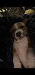 Lost Female Dog last seen Dexter rd, Spartanburg, SC 29301