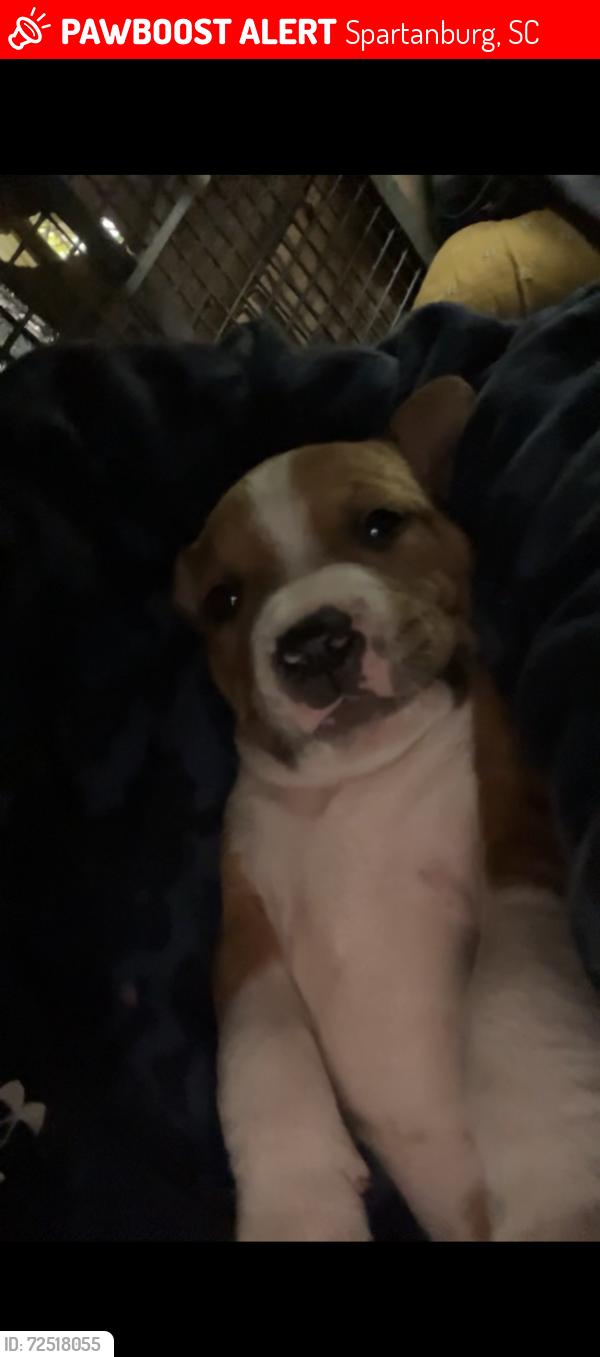 Lost Female Dog last seen Dexter rd, Spartanburg, SC 29301