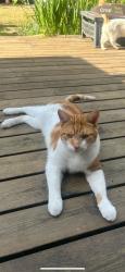 Lost Male Cat last seen Ashburn Road SK4 , Greater Manchester, England SK4