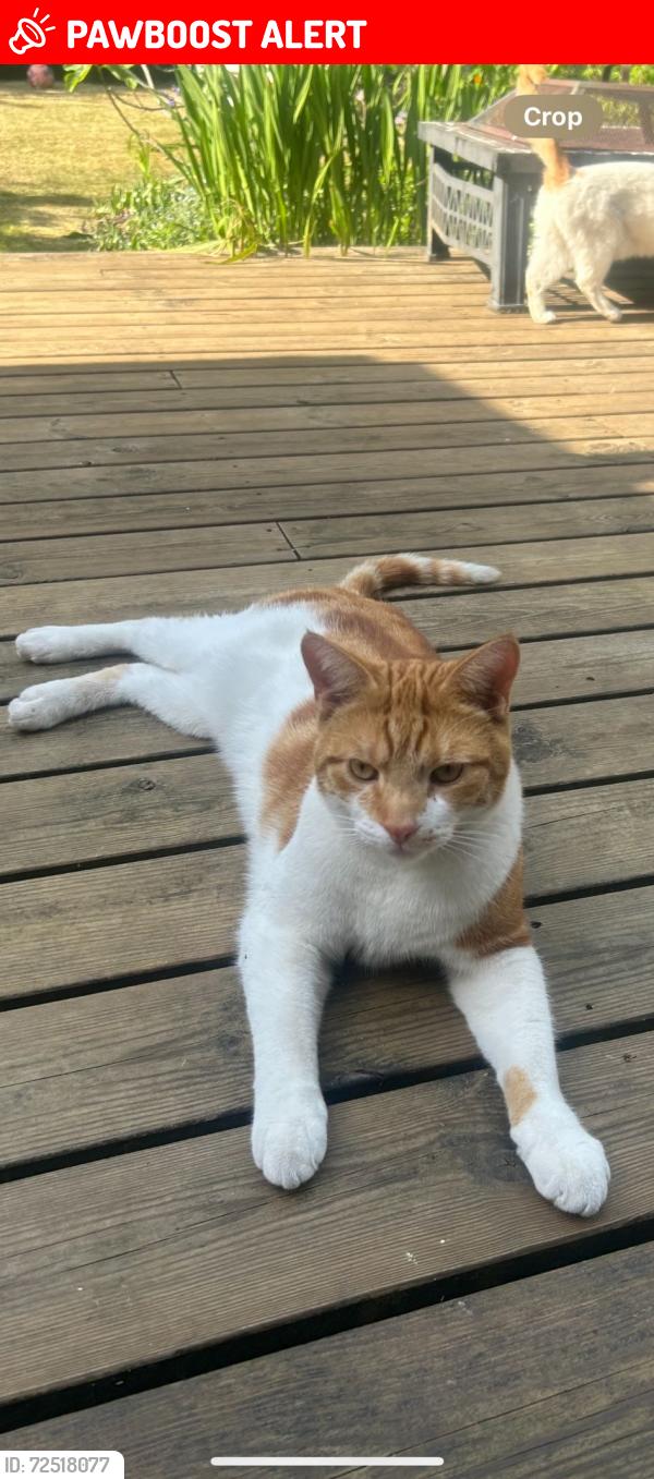 Lost Male Cat last seen Ashburn Road SK4 , Greater Manchester, England SK4