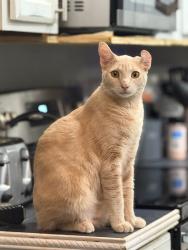 Lost Male Cat last seen Clermont st/ Tripoli ln, Spring Hill, FL 34609