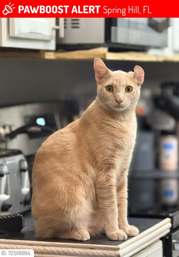 Lost Male Cat last seen Clermont st/ Tripoli ln, Spring Hill, FL 34609