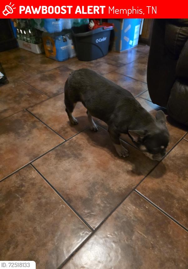 Lost Female Dog last seen Kristy Drive, Memphis, TN 38118