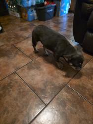 Lost Female Dog last seen Kristy Drive, Memphis, TN 38118
