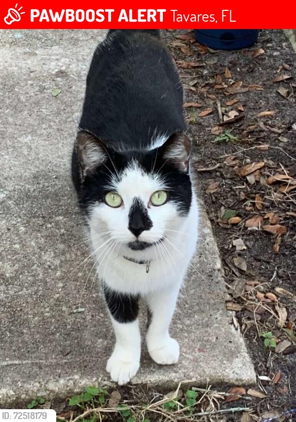 Lost Female Cat last seen Dead River Road & Fox Run Blvd, Tavares, FL 32778