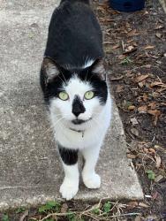 Lost Female Cat last seen Dead River Road & Fox Run Blvd, Tavares, FL 32778
