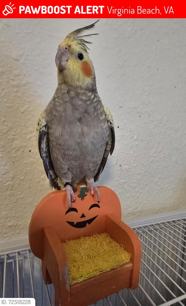 Lost Unknown Bird last seen Birdneck Rd and Prosperity Rd, Virginia Beach, VA 23451