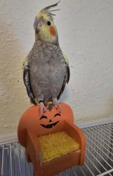 Lost Unknown Bird last seen Birdneck Rd and Prosperity Rd, Virginia Beach, VA 23451