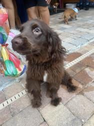 Reunited Male Dog last seen France’s drive, Altamonte Springs, FL 32714