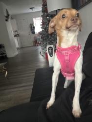 Lost Female Dog last seen NE Fremont st 97220 , Portland, OR 97220