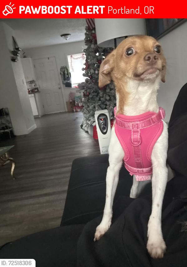 Lost Female Dog last seen NE Fremont st 97220 , Portland, OR 97220