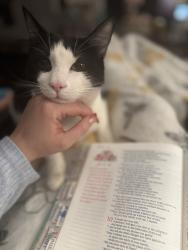 Lost Female Cat last seen Rushing waters , Inman, SC 29349