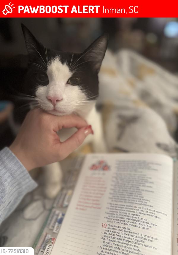Lost Female Cat last seen Rushing waters , Inman, SC 29349