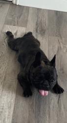 Lost Male Dog last seen valley & citrus, Fontana, CA 92335