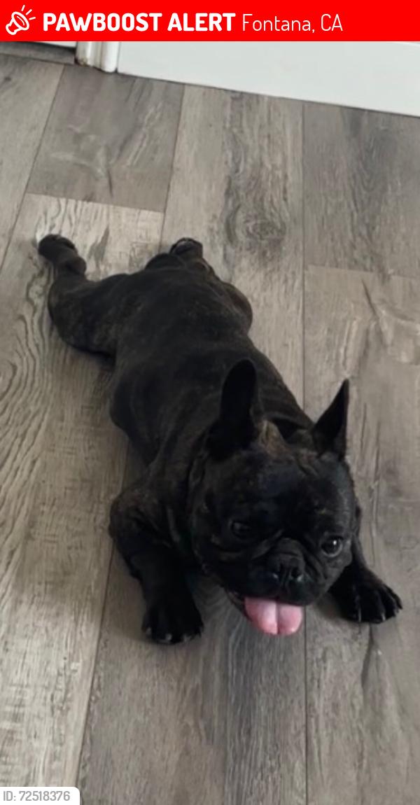 Lost Male Dog last seen valley & citrus, Fontana, CA 92335