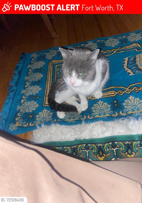 Lost Male Cat last seen Ten Mile Bridge near Marine Creek Lake, Fort Worth, TX 76135