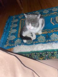 Lost Male Cat last seen Ten Mile Bridge near Marine Creek Lake, Fort Worth, TX 76135