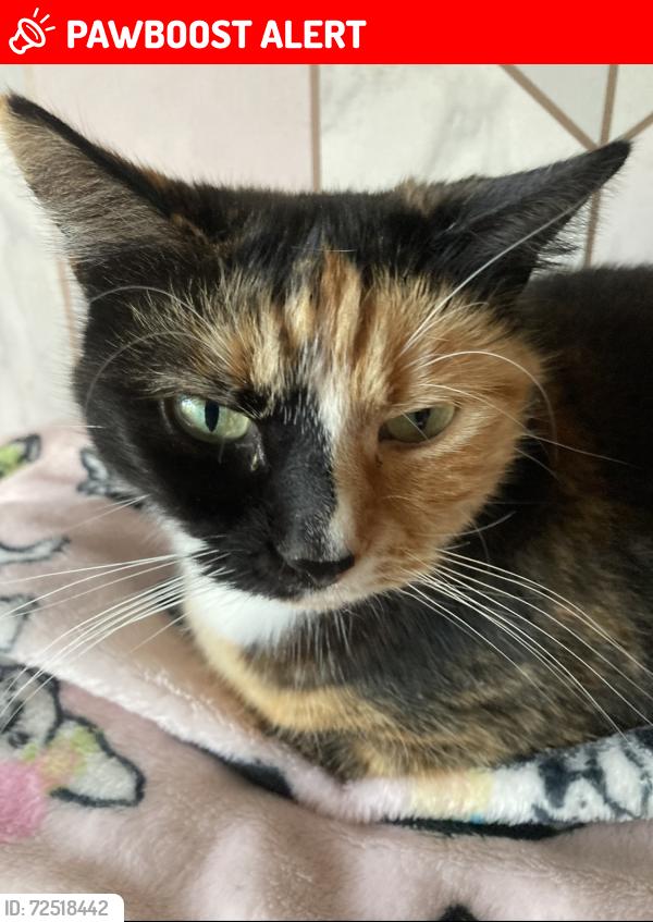 Lost Female Cat last seen In between Foxhunter and Monkton School, Monkton, England CT12