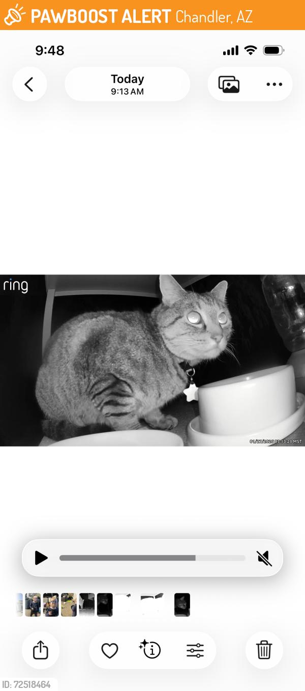 Found/Stray Unknown Cat last seen Cooper Rd./Chandler Heights Rd., Chandler, AZ 85249