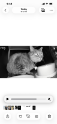 Found/Stray Unknown Cat last seen Cooper Rd./Chandler Heights Rd., Chandler, AZ 85249
