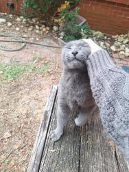 Lost Female Cat last seen Spruce street, Rockingham, NC 28379