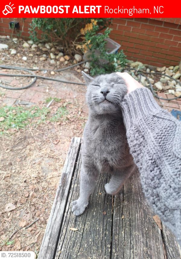 Lost Female Cat last seen Spruce street, Rockingham, NC 28379