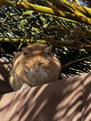 Found/Stray Unknown Cat last seen Brownstone Ledge Avenue , Las Vegas, NV 89149