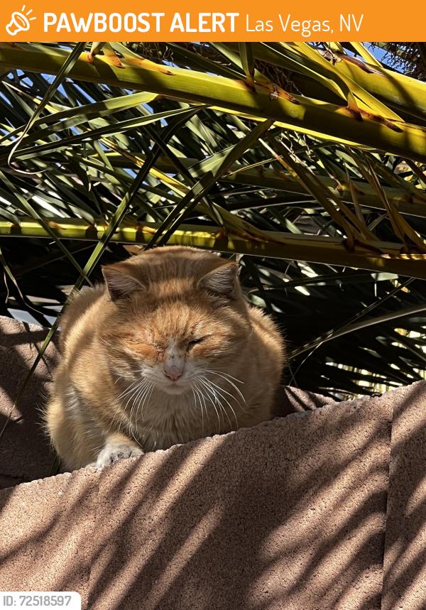 Found/Stray Unknown Cat last seen Brownstone Ledge Avenue , Las Vegas, NV 89149