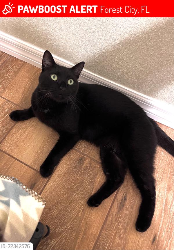 Lost Male Cat last seen Near Bear Lake Rd & 414, Forest City, FL 32703
