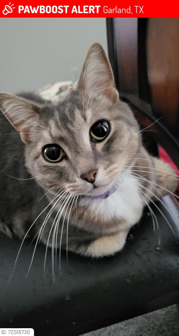 Lost Male Cat last seen Duckcreek and Oates, Garland, TX 75043