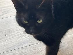 Lost Female Cat last seen Via Bella in Rivella, Port St. Lucie, FL 34952