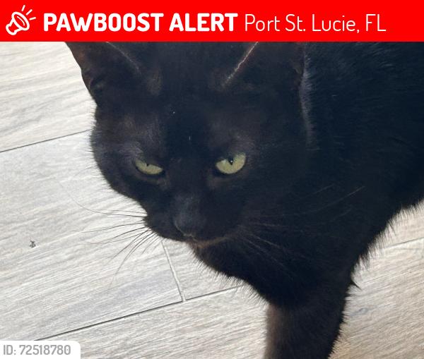 Lost Female Cat last seen Via Bella in Rivella, Port St. Lucie, FL 34952