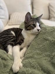Lost Male Cat last seen Steven Rd & Kamran Cir, Adelanto, CA 92392
