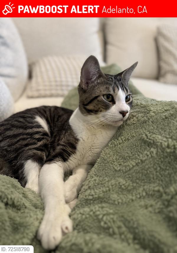 Lost Male Cat last seen Steven Rd & Kamran Cir, Adelanto, CA 92392