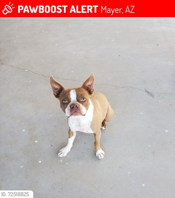 Lost Female Dog last seen Cordes Junction , Mayer, AZ 86333