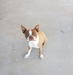 Lost Female Dog last seen Cordes Junction , Mayer, AZ 86333