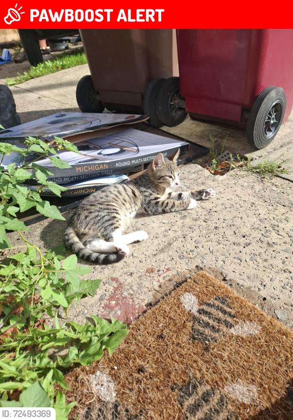 Lost Male Cat last seen Keadby , Keadby, England DN17 3DB