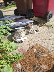 Lost Male Cat last seen Keadby , Keadby, England DN17 3DB
