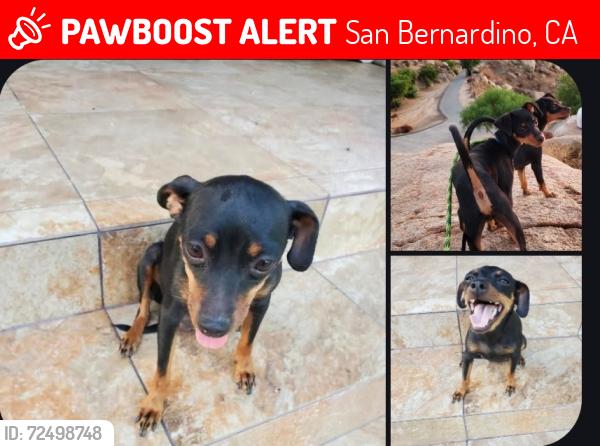 Lost Female Dog last seen Mt vernon & w rialto ave, San Bernardino, CA 92410