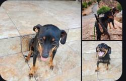 Lost Female Dog last seen Mt vernon & w rialto ave, San Bernardino, CA 92410